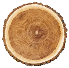 Vd Bois Elagage Sarrebourg Labattage Des Arbres Dangereux